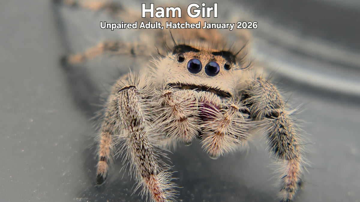 "Ham Girl" Female Regal Jumping Spider (Phidippus regius) - Unpaired Adult Hatched January 2026