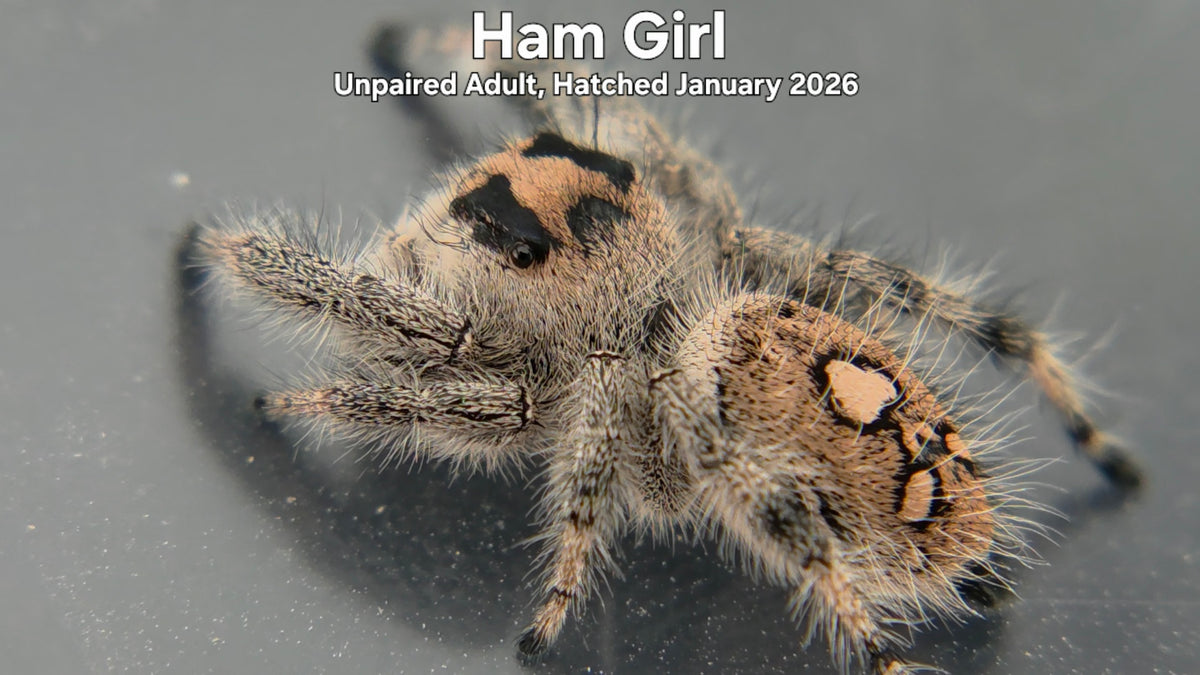 "Ham Girl" Female Regal Jumping Spider (Phidippus regius) - Unpaired Adult Hatched January 2026