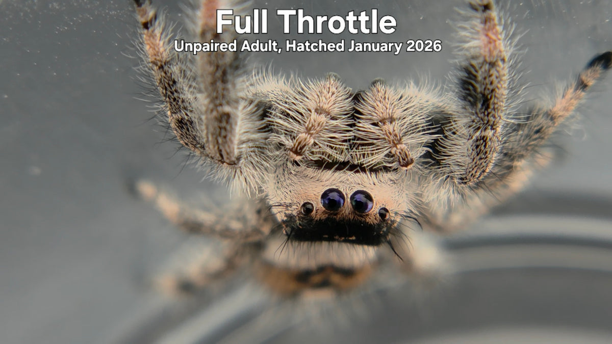 "Full Throttle" Female Regal Jumping Spider (Phidippus regius) - Unpaired Adult Hatched January 2026