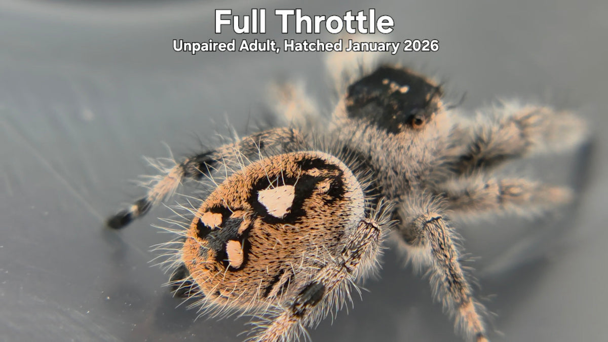 "Full Throttle" Female Regal Jumping Spider (Phidippus regius) - Unpaired Adult Hatched January 2026