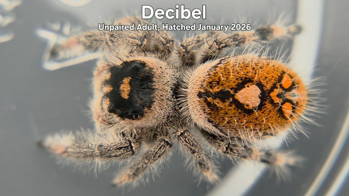 "Decibel" Female Regal Jumping Spider (Phidippus regius) - Unpaired Adult Hatched January 2026
