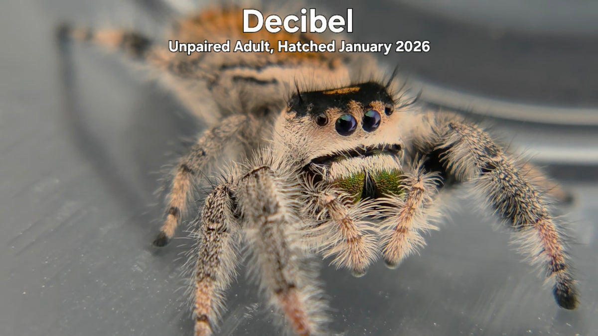 "Decibel" Female Regal Jumping Spider (Phidippus regius) - Unpaired Adult Hatched January 2026
