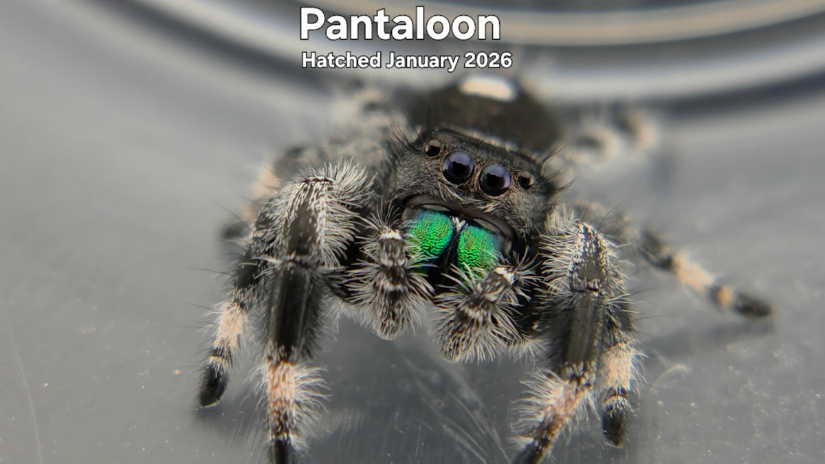 "Pantaloon" Male Regal Jumping Spider (Phidippus regius) Hatched January 2026