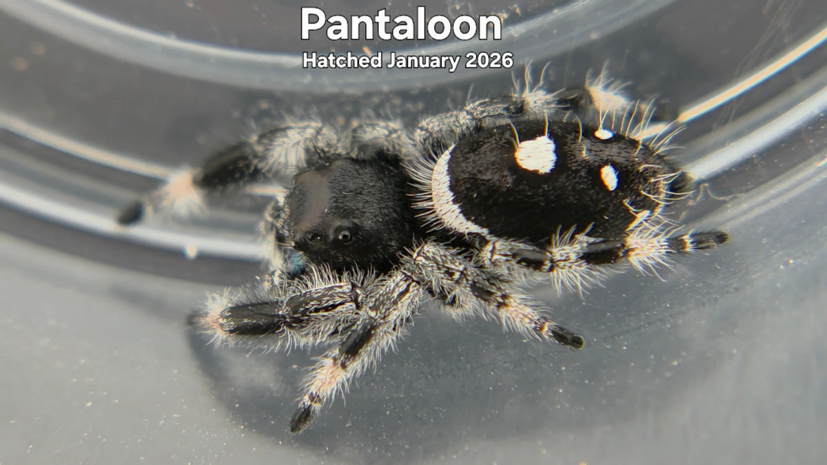 "Pantaloon" Male Regal Jumping Spider (Phidippus regius) Hatched January 2026