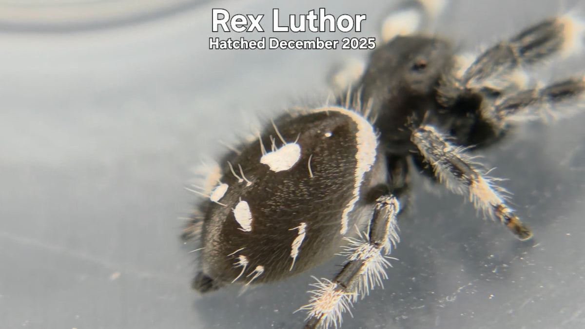 "Rex Luthor" Male Regal Jumping Spider (Phidippus regius) Hatched December 2025