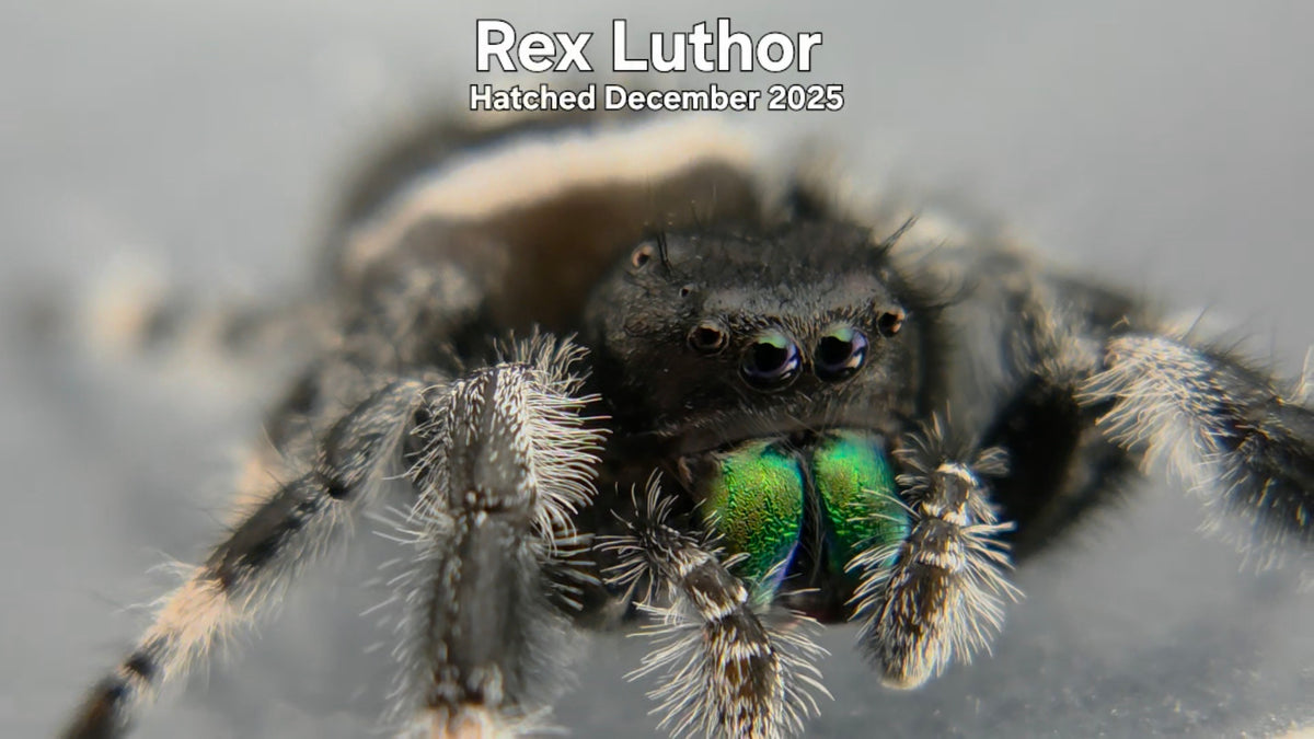 "Rex Luthor" Male Regal Jumping Spider (Phidippus regius) Hatched December 2025