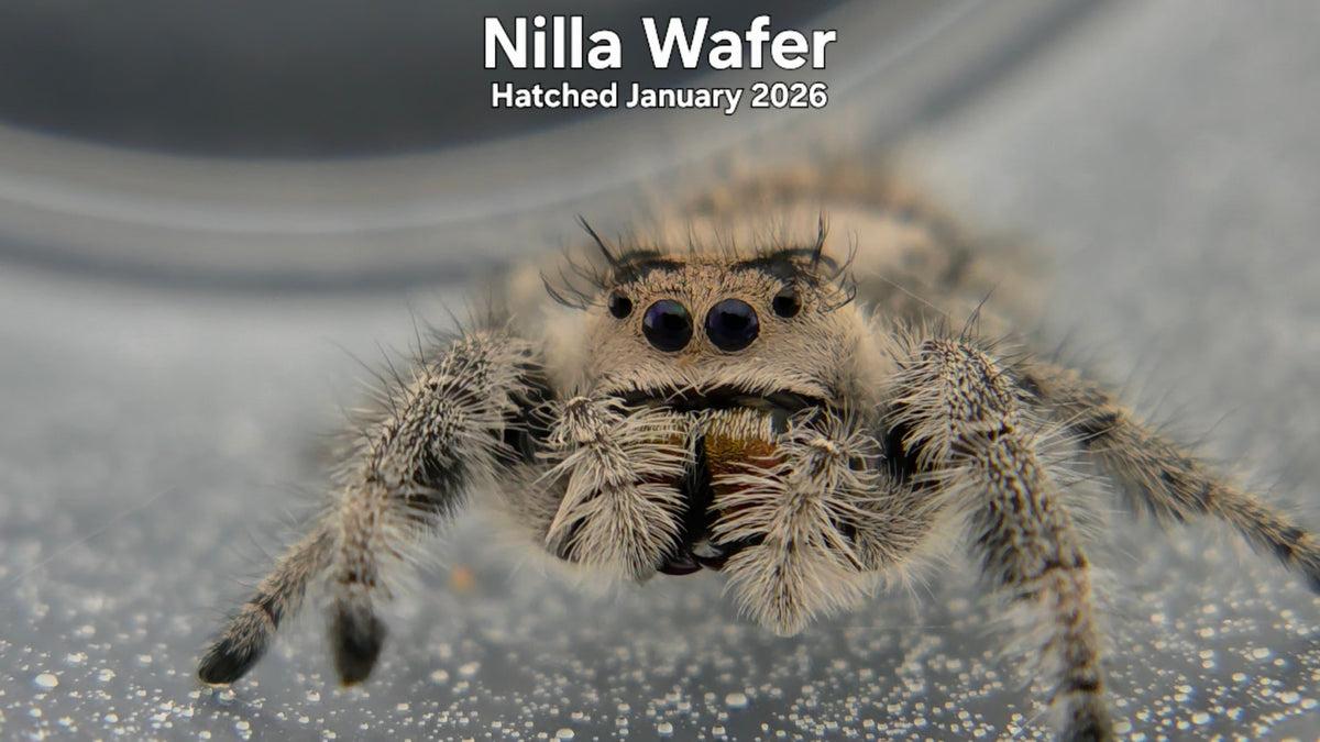 "Nilla Wafer" Female Regal Jumping Spider (Phidippus regius) Hatched January 2026