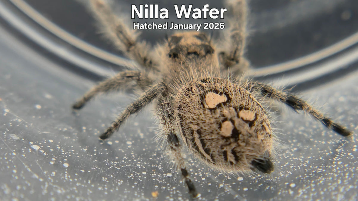 "Nilla Wafer" Female Regal Jumping Spider (Phidippus regius) Hatched January 2026