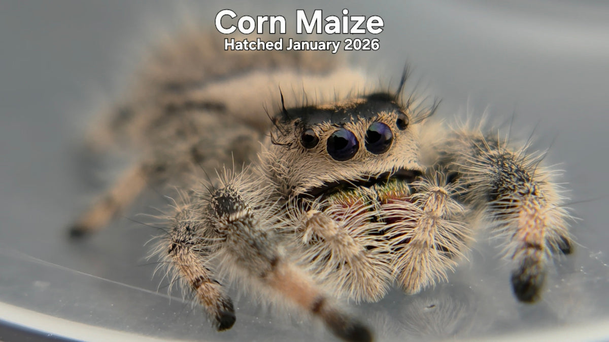 "Corn Maize" Female Regal Jumping Spider (Phidippus regius) Hatched January 2026