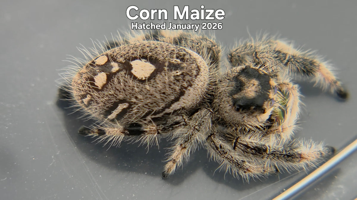 "Corn Maize" Female Regal Jumping Spider (Phidippus regius) Hatched January 2026