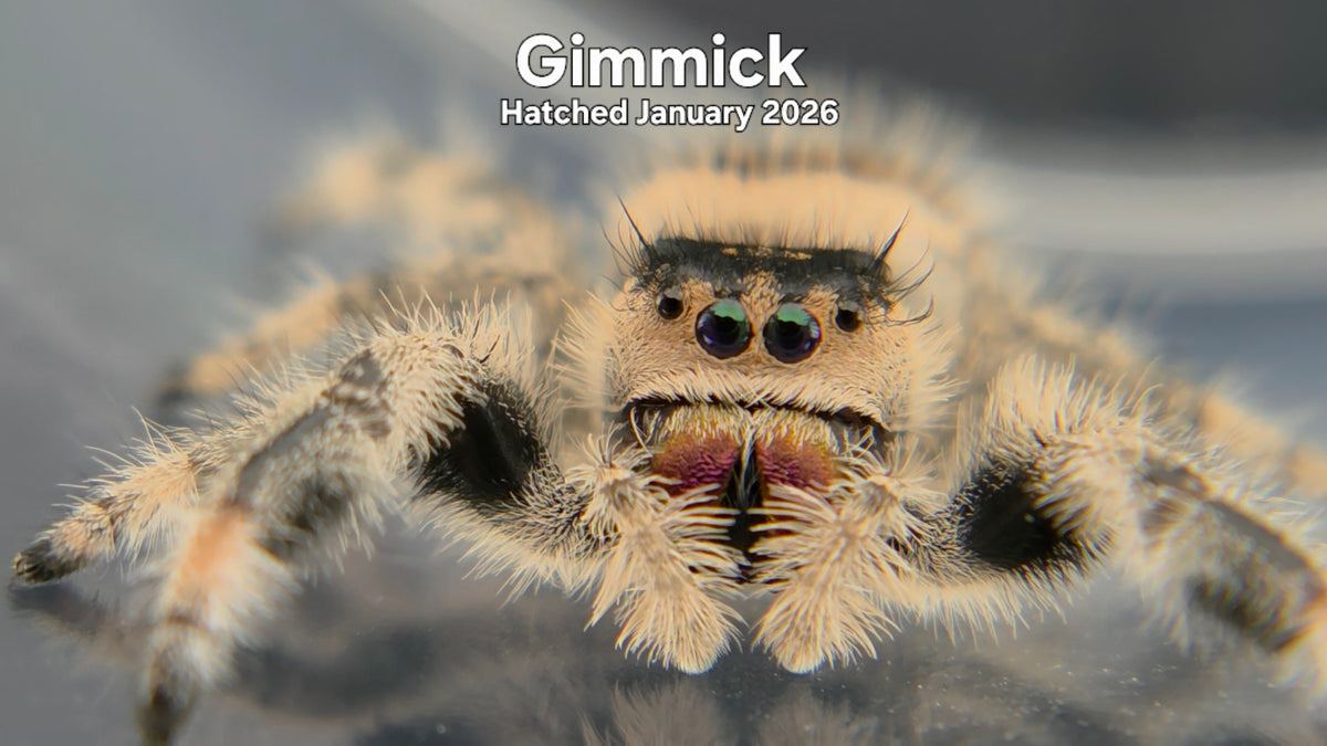 "Gimmick" Female Regal Jumping Spider (Phidippus regius) Hatched January 2026