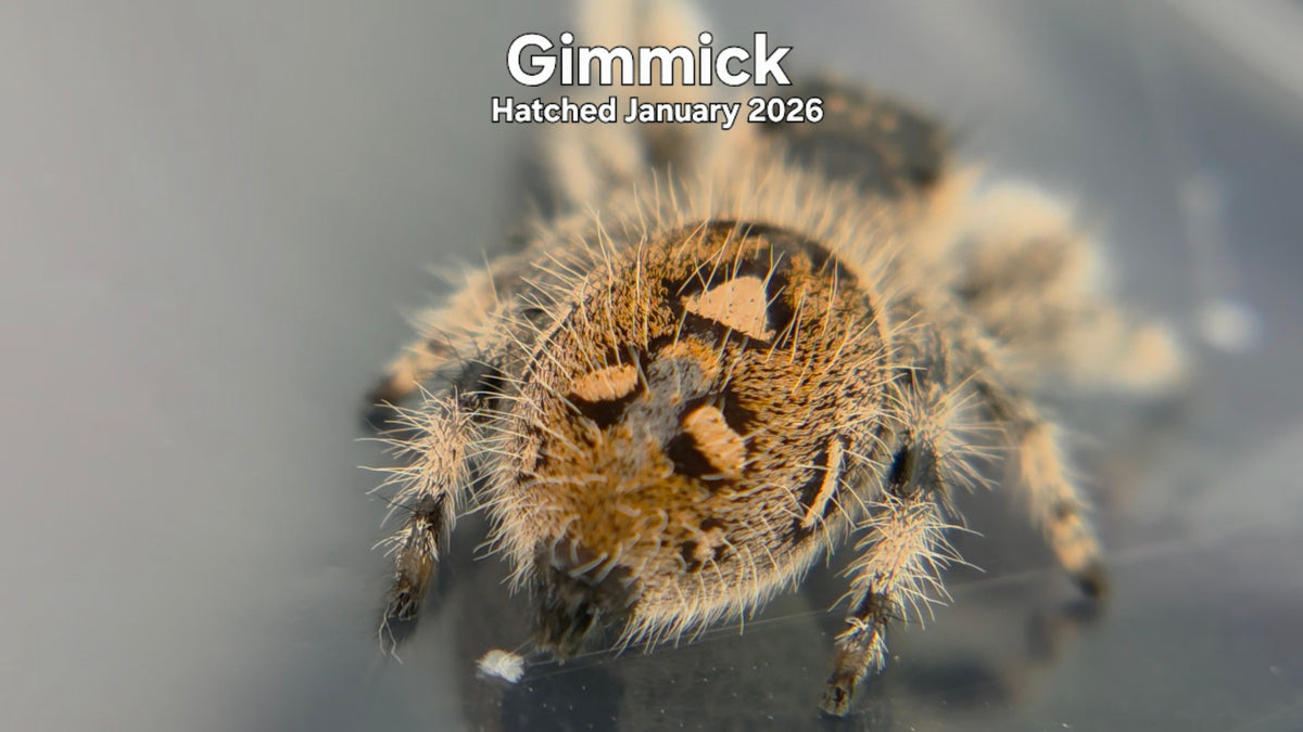 "Gimmick" Female Regal Jumping Spider (Phidippus regius) Hatched January 2026