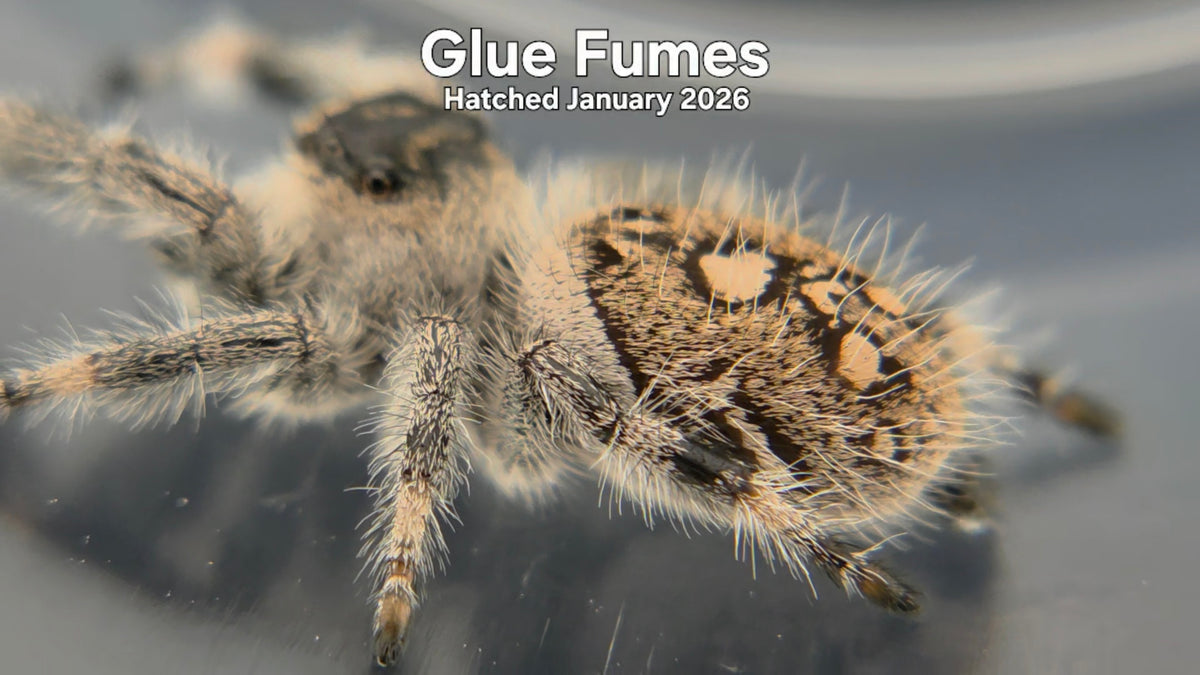"Glue Fumes" Female Regal Jumping Spider (Phidippus regius) Hatched January 2026