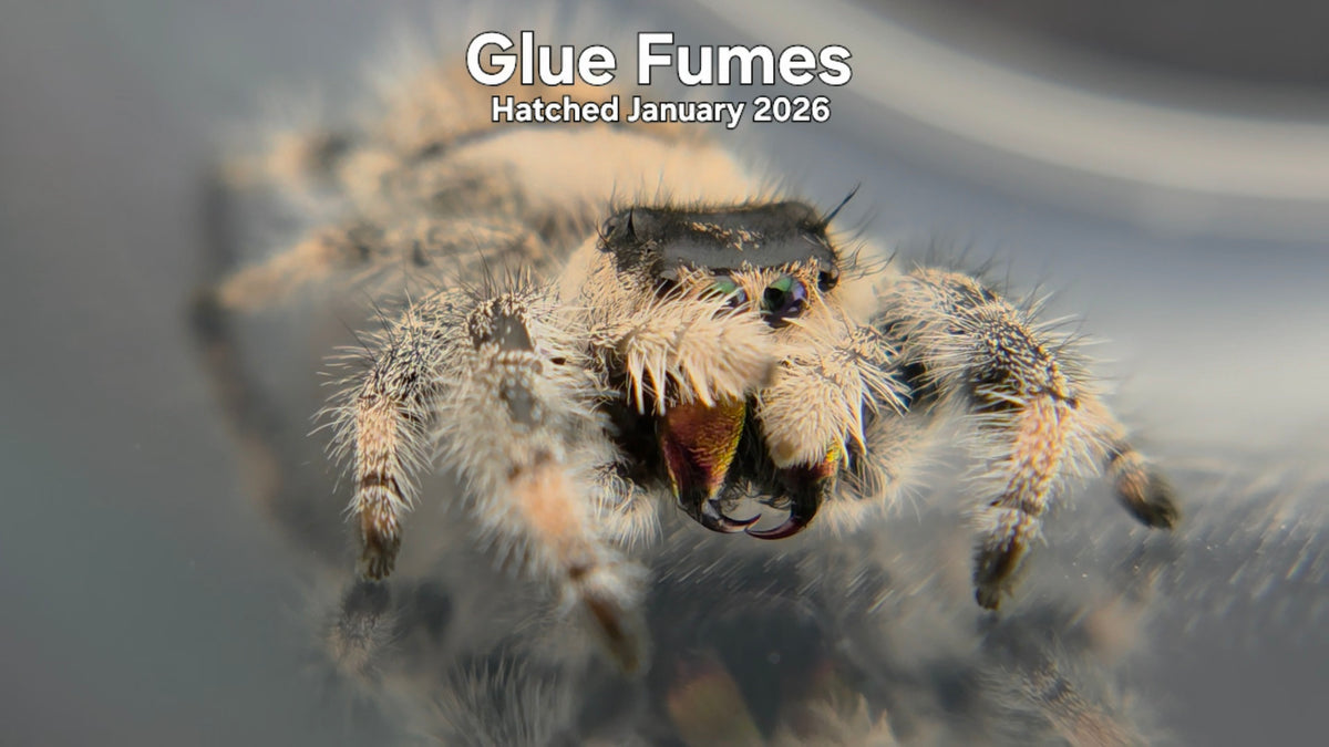 "Glue Fumes" Female Regal Jumping Spider (Phidippus regius) Hatched January 2026
