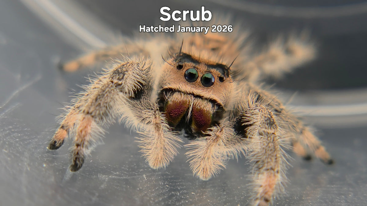 "Scrub" Female Regal Jumping Spider (Phidippus regius) Hatched January 2026
