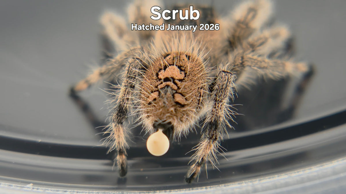 "Scrub" Female Regal Jumping Spider (Phidippus regius) Hatched January 2026