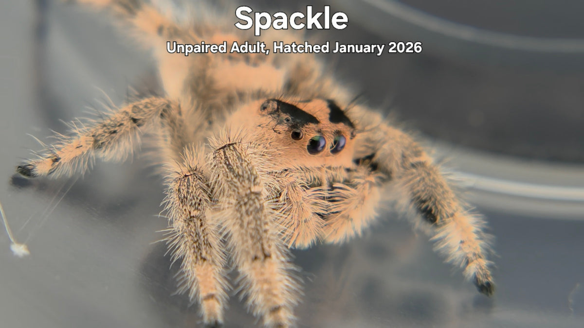 "Spackle" Female Regal Jumping Spider (Phidippus regius) - Unpaired Adult Hatched January 2026