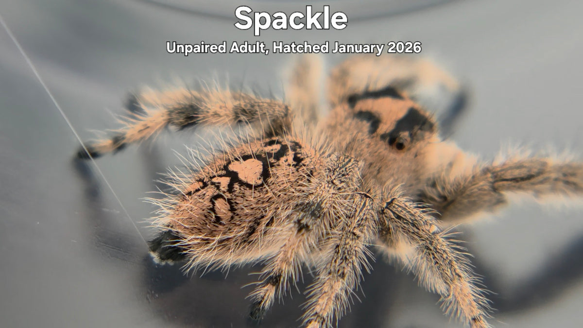 "Spackle" Female Regal Jumping Spider (Phidippus regius) - Unpaired Adult Hatched January 2026