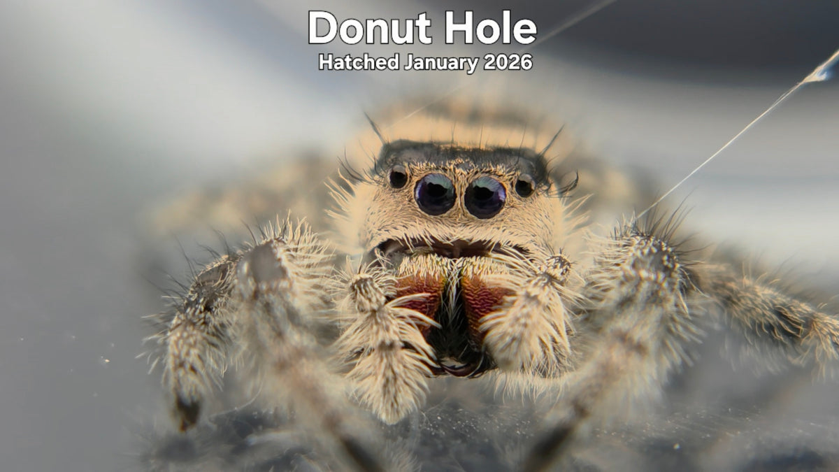 "Donut Hole" Female Regal Jumping Spider (Phidippus regius) Hatched January 2026