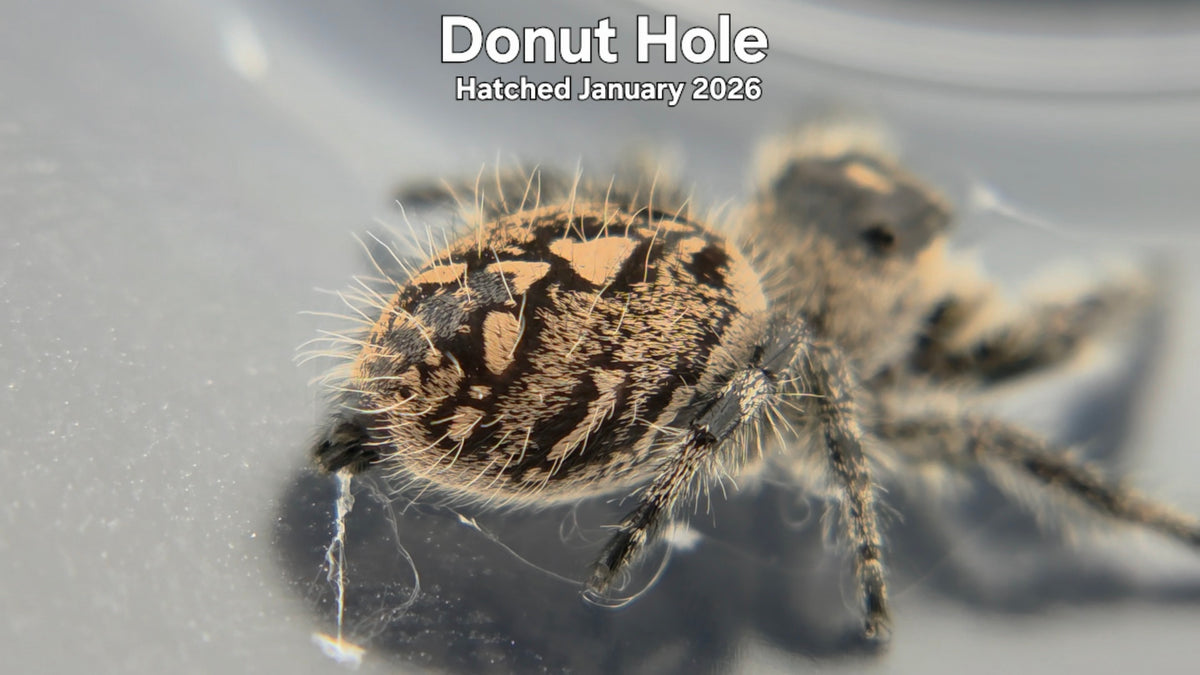 "Donut Hole" Female Regal Jumping Spider (Phidippus regius) Hatched January 2026