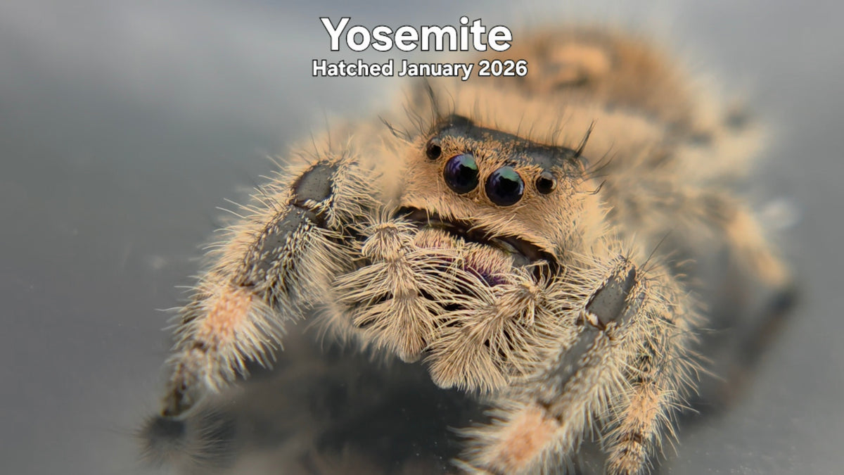 "Yosemite" Female Regal Jumping Spider (Phidippus regius) Hatched January 2026