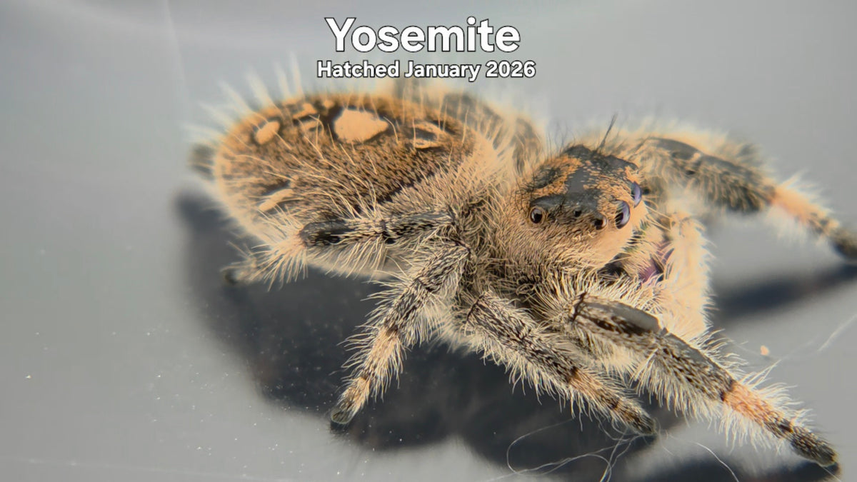 "Yosemite" Female Regal Jumping Spider (Phidippus regius) Hatched January 2026