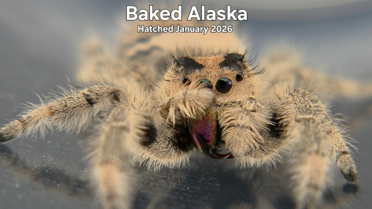 "Baked Alaska" Female Regal Jumping Spider (Phidippus regius) Hatched January 2026