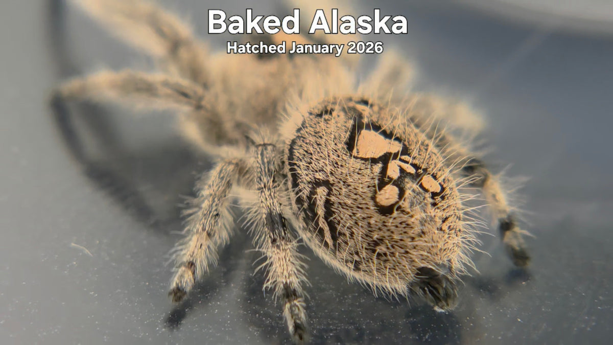 "Baked Alaska" Female Regal Jumping Spider (Phidippus regius) Hatched January 2026