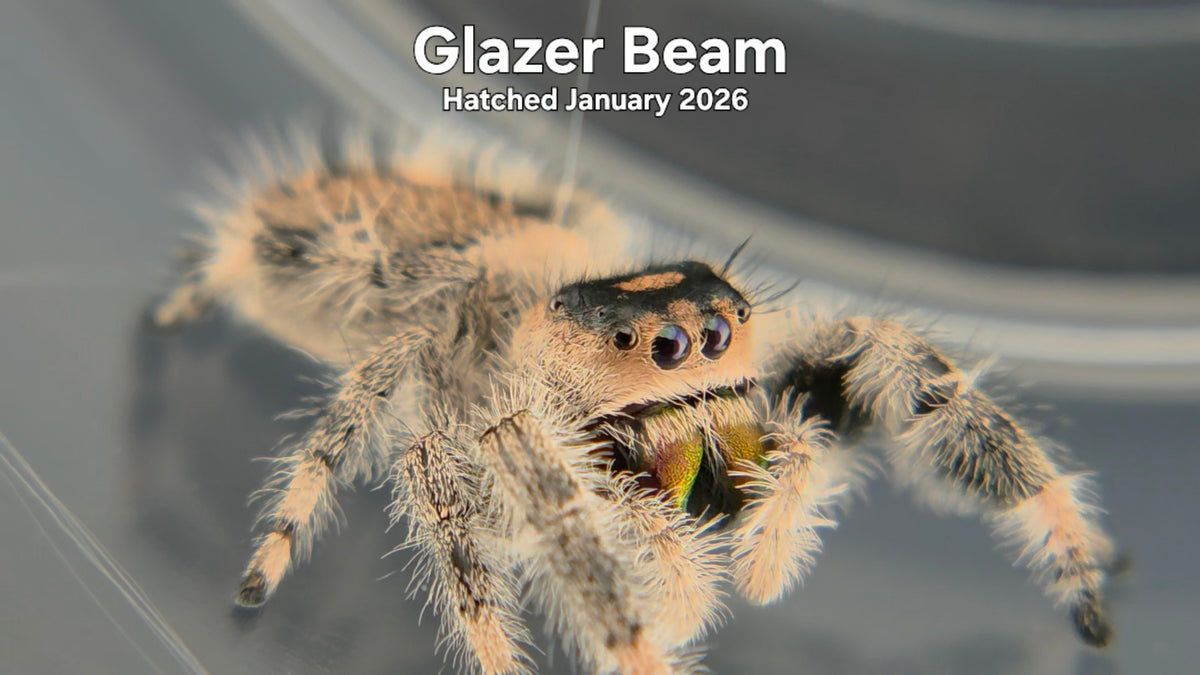 "Glazer Beam" Female Regal Jumping Spider (Phidippus regius) Hatched January 2026