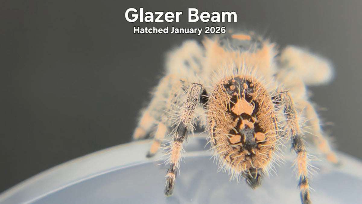 "Glazer Beam" Female Regal Jumping Spider (Phidippus regius) Hatched January 2026