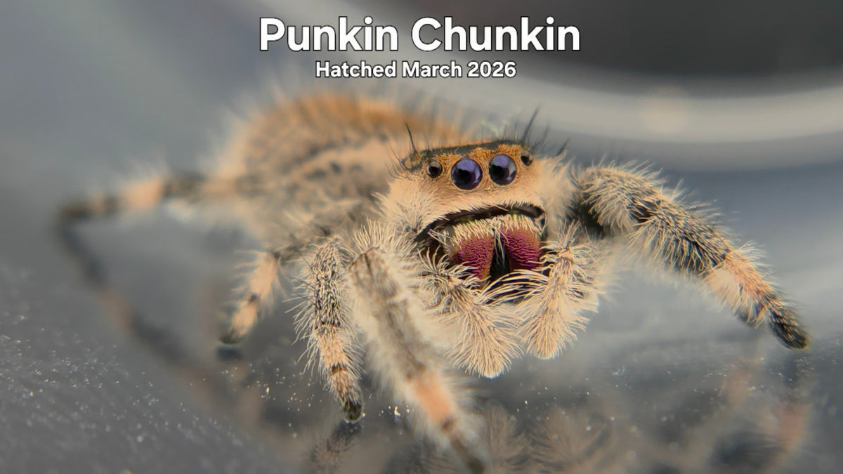 "Punkin Chunkin" Female Regal Jumping Spider (Phidippus regius) Hatched March 2026