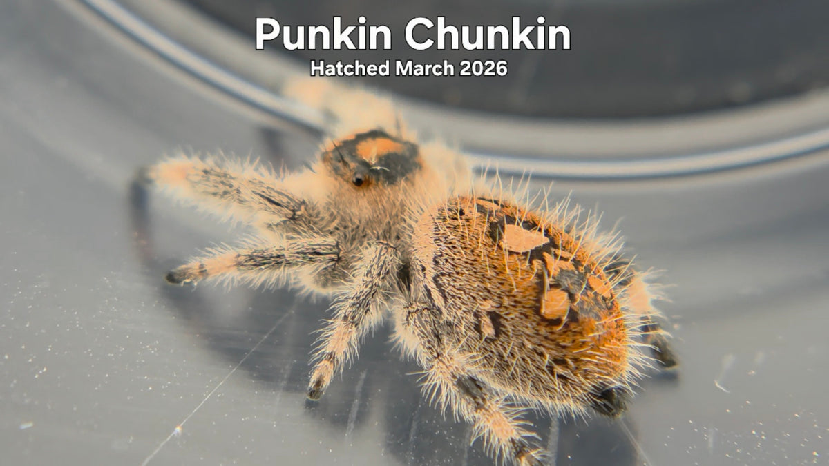 "Punkin Chunkin" Female Regal Jumping Spider (Phidippus regius) Hatched March 2026
