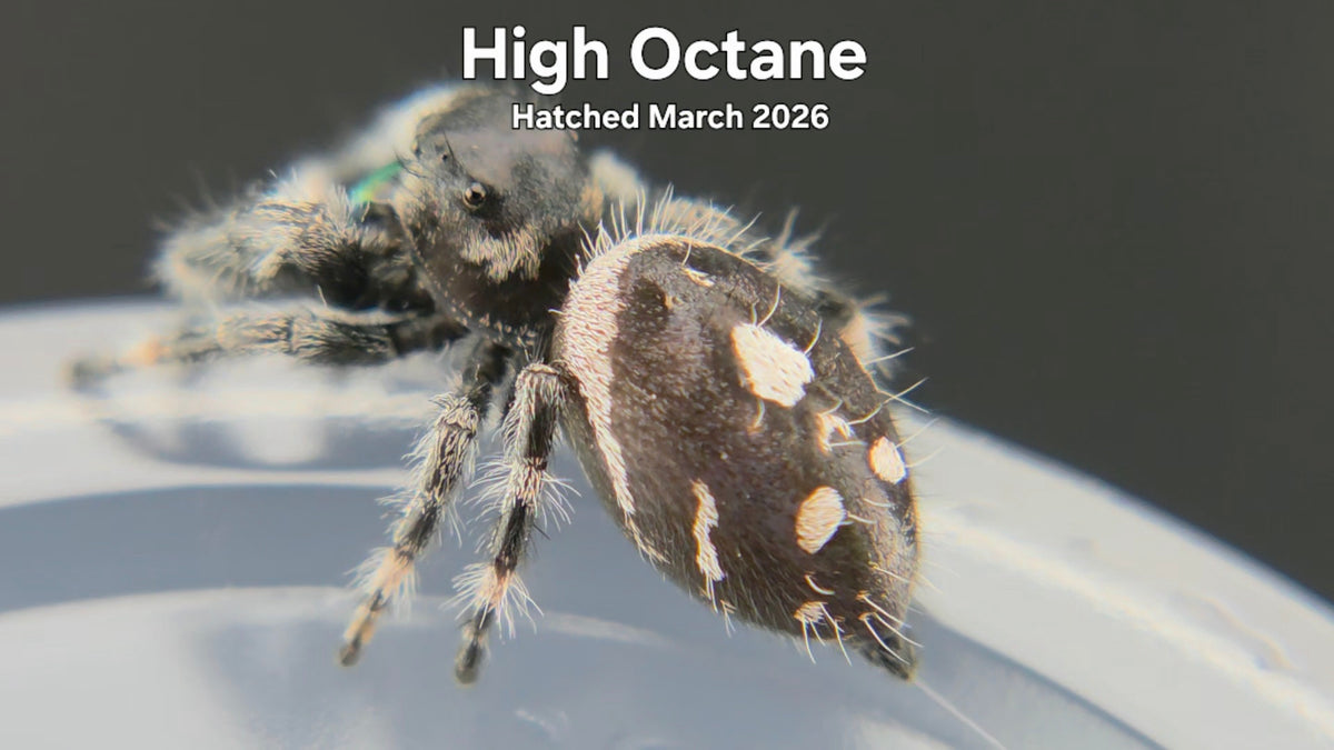 "High Octane" Male Regal Jumping Spider (Phidippus regius) Hatched March 2026