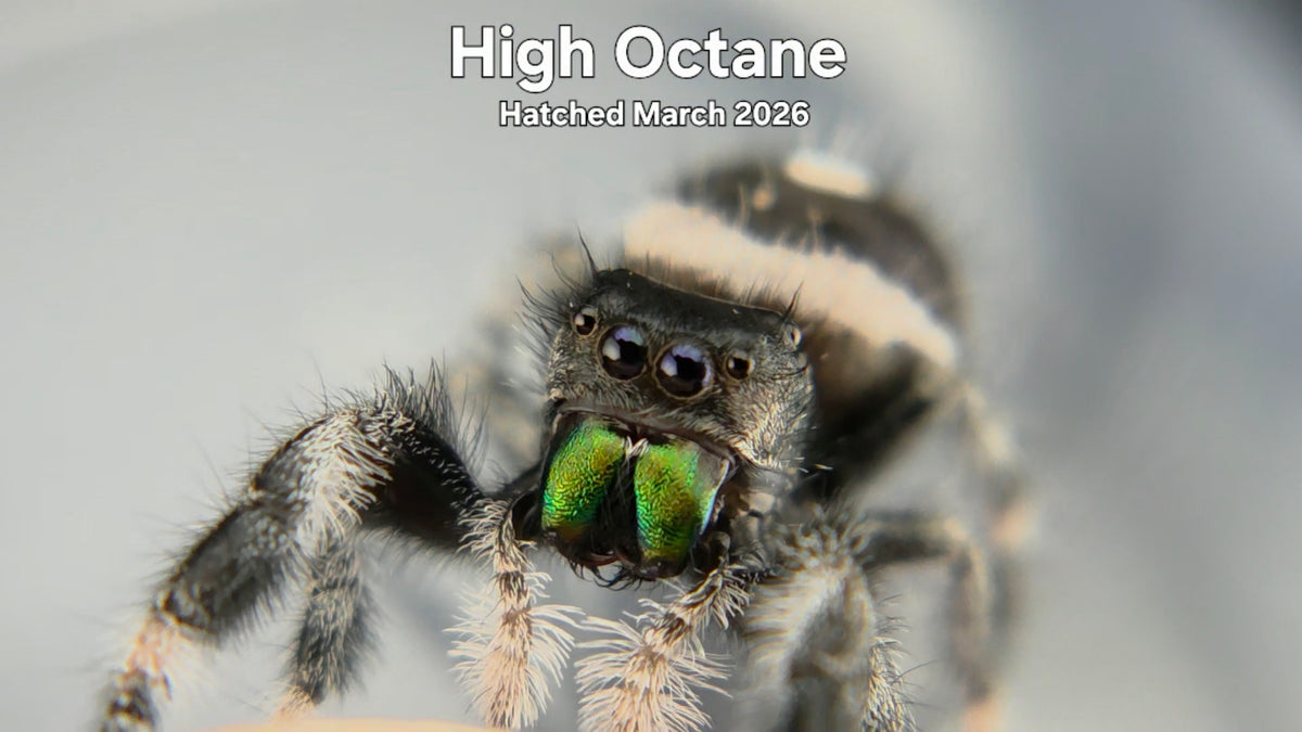 "High Octane" Male Regal Jumping Spider (Phidippus regius) Hatched March 2026