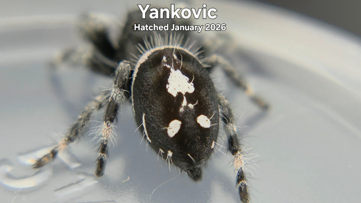 "Yankovic" Male Regal Jumping Spider (Phidippus regius) Hatched January 2026