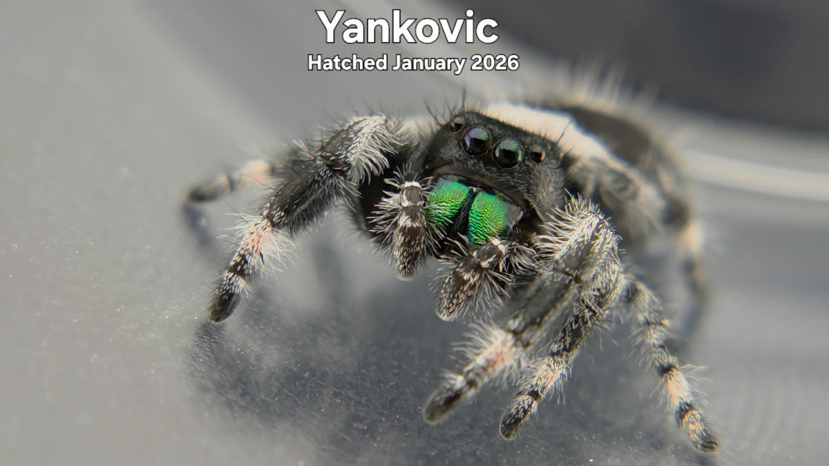 "Yankovic" Male Regal Jumping Spider (Phidippus regius) Hatched January 2026