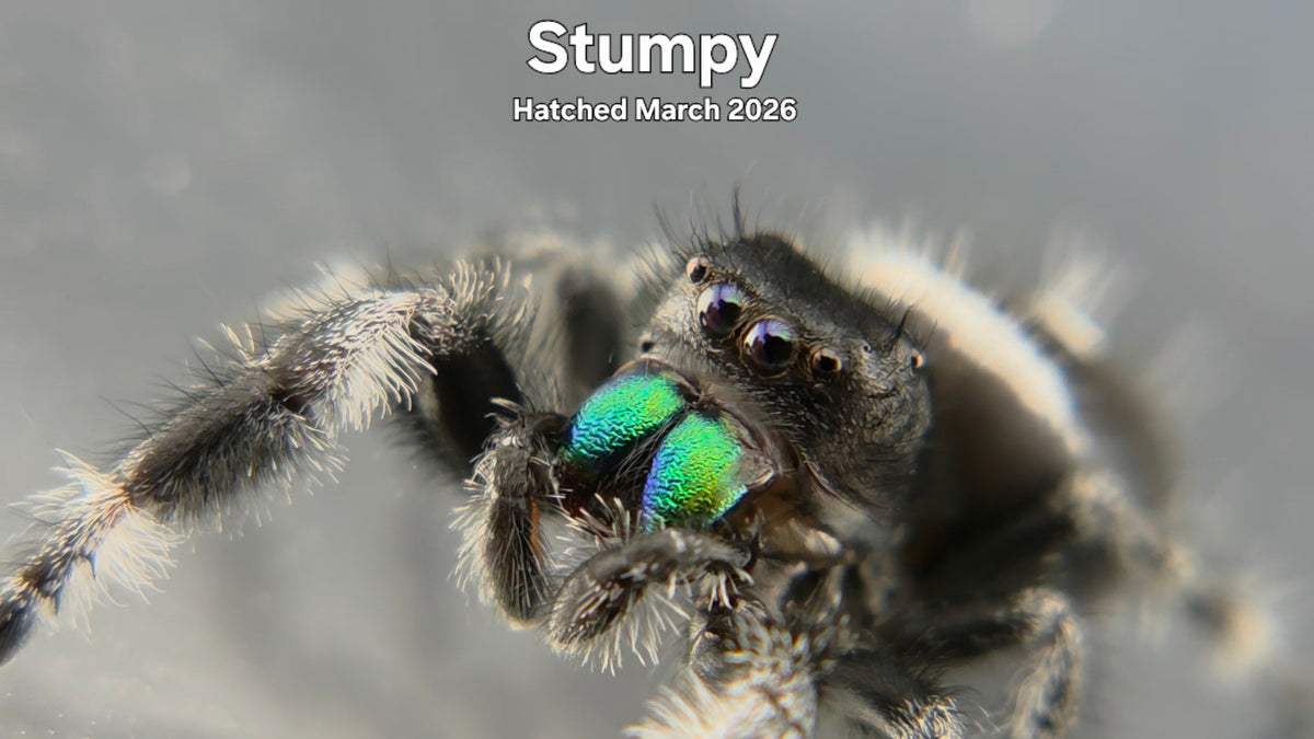 "Stumpy" Male Regal Jumping Spider (Phidippus regius) Hatched March 2026