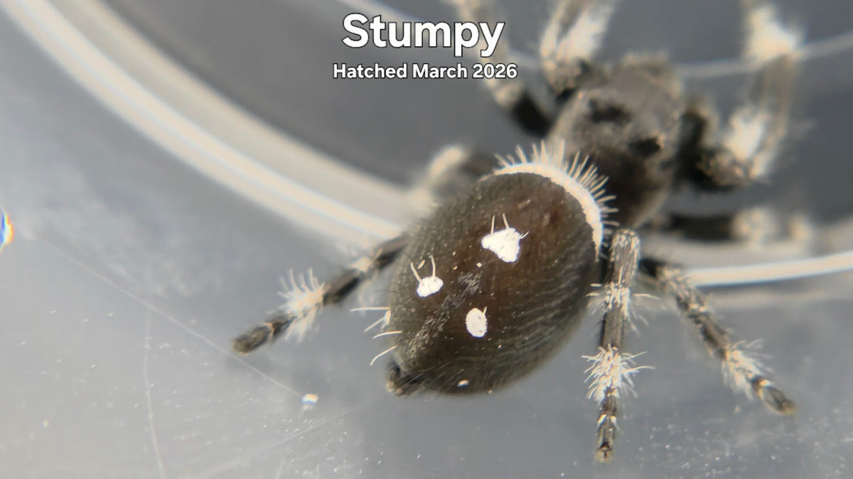 "Stumpy" Male Regal Jumping Spider (Phidippus regius) Hatched March 2026
