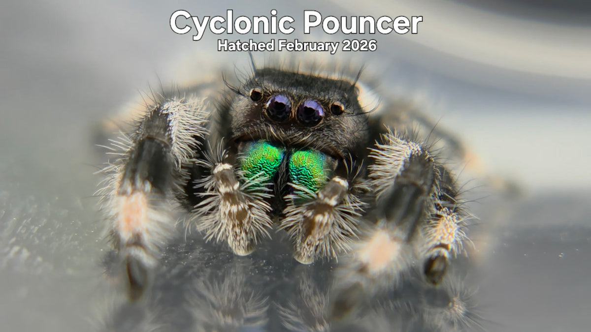 "Cyclonic Pouncer" Male Regal Jumping Spider (Phidippus regius) Hatched February 2026