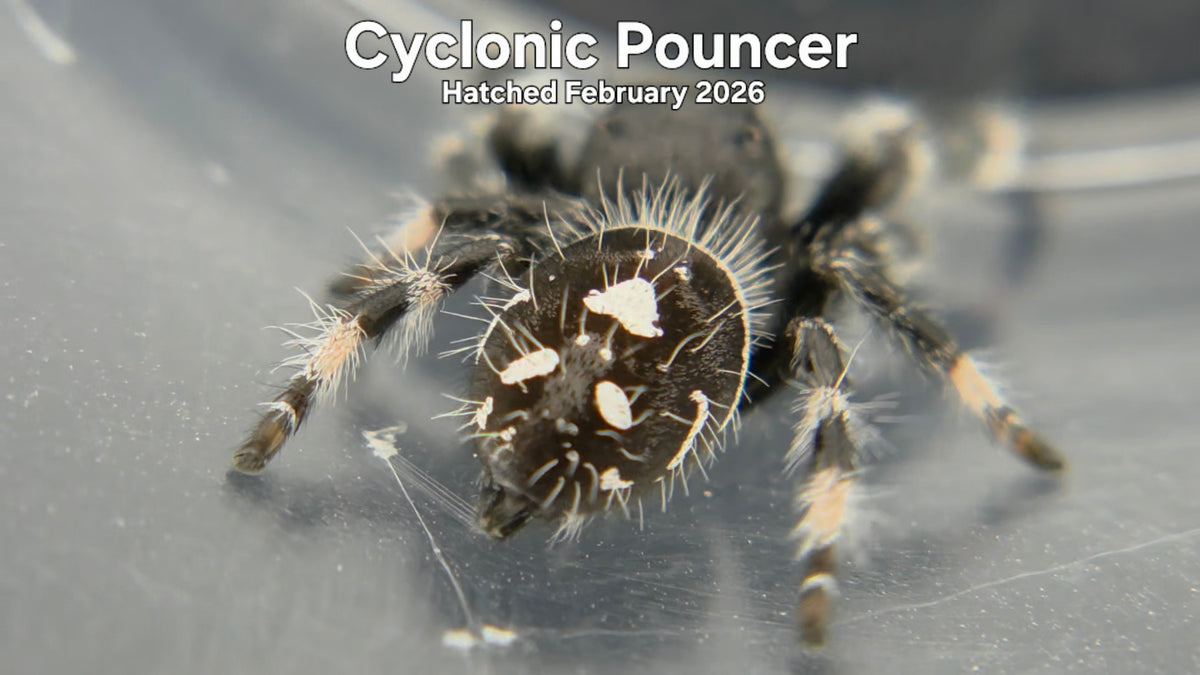 "Cyclonic Pouncer" Male Regal Jumping Spider (Phidippus regius) Hatched February 2026