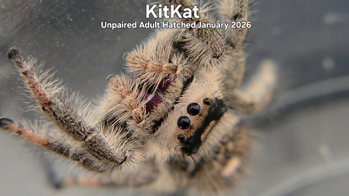 "KitKat" Female Regal Jumping Spider (Phidippus regius) Unpaired Adult Hatched January 2026