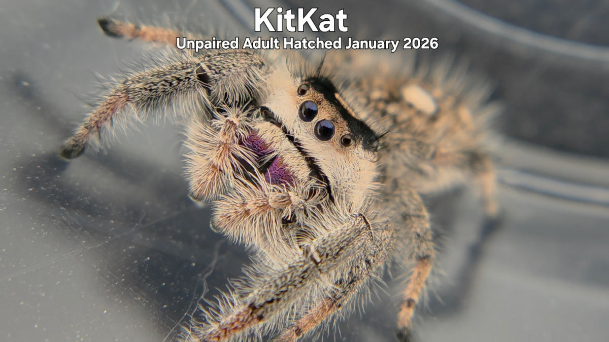 "KitKat" Female Regal Jumping Spider (Phidippus regius) Unpaired Adult Hatched January 2026
