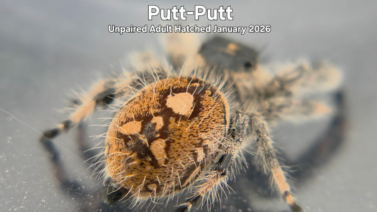 "Putt-Putt" Female Regal Jumping Spider (Phidippus regius) Unpaired Adult Hatched January 2026