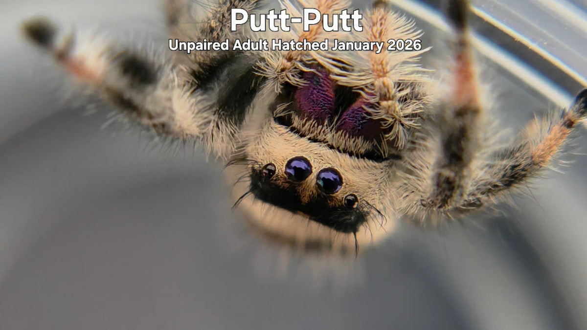 "Putt-Putt" Female Regal Jumping Spider (Phidippus regius) Unpaired Adult Hatched January 2026