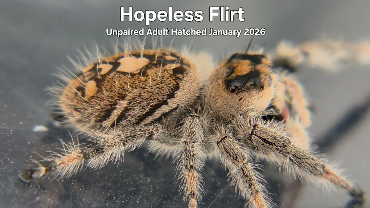 "Hopeless Flirt" Female Regal Jumping Spider (Phidippus regius) Unpaired Adult Hatched January 2026