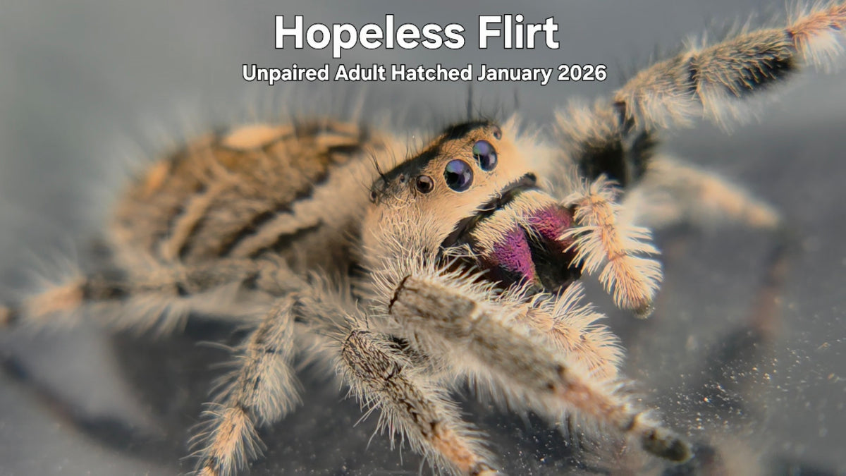 "Hopeless Flirt" Female Regal Jumping Spider (Phidippus regius) Unpaired Adult Hatched January 2026