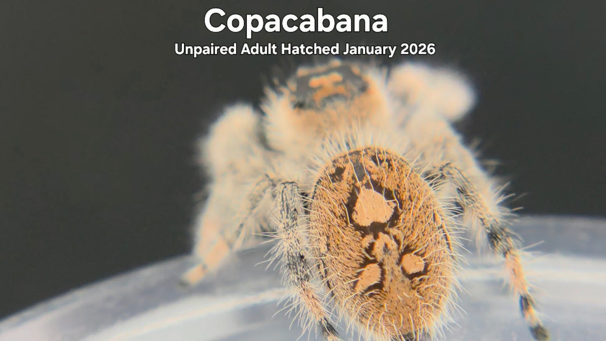 "Copacabana" Female Regal Jumping Spider (Phidippus regius) Unpaired Adult Hatched January 2026
