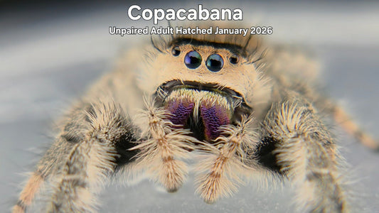 "Copacabana" Female Regal Jumping Spider (Phidippus regius) Unpaired Adult Hatched January 2026