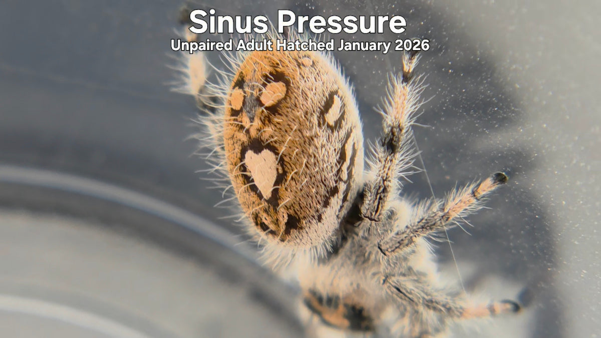 "Sinus Pressure" Female Regal Jumping Spider (Phidippus regius) Unpaired Adult Hatched January 2026