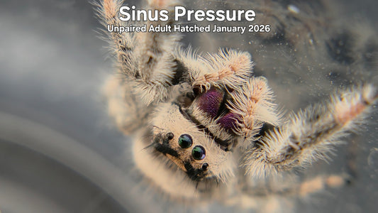 "Sinus Pressure" Female Regal Jumping Spider (Phidippus regius) Unpaired Adult Hatched January 2026